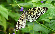 Paper Kite (Idea leuconoe)